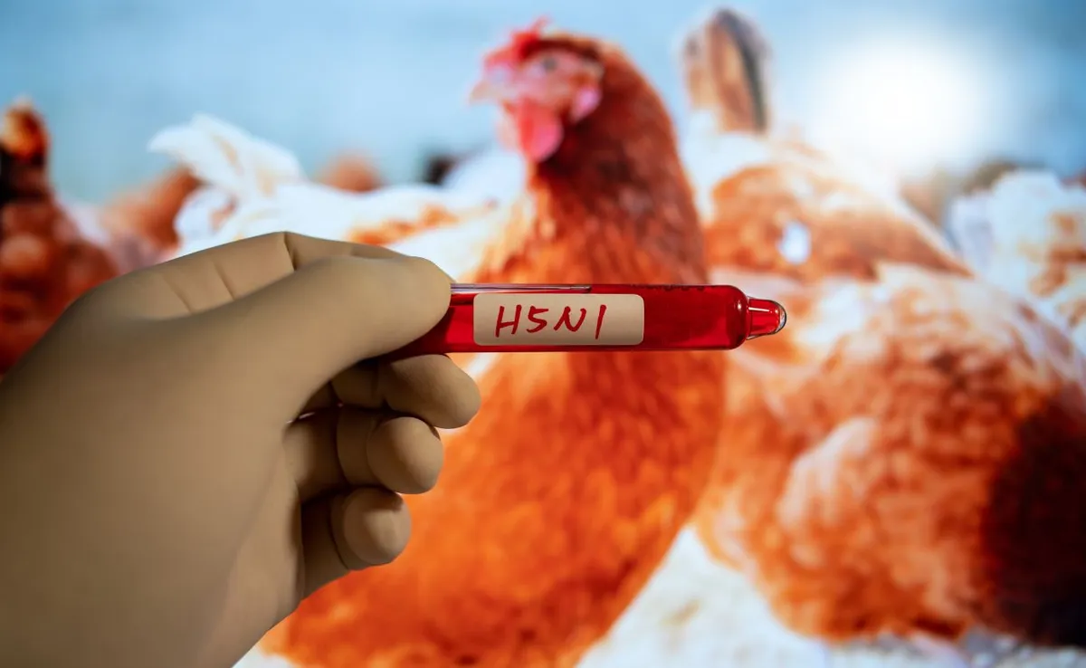 ¿Alerta? México suspende importación avícola de Brasil por brote de influenza H5N1