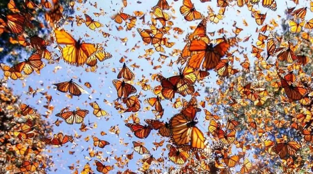 Guardianes del Ehécatl se suman al monitoreo de la migración de la mariposa monarca en el Edomex