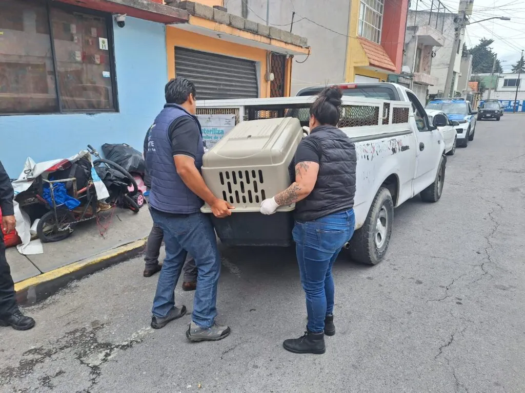 Rescata gobierno de Metepec a 36 lomitos en condición de riesgo