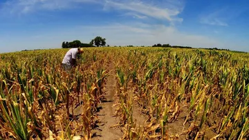 Edomex: Crisis climática afecta producción de maíz