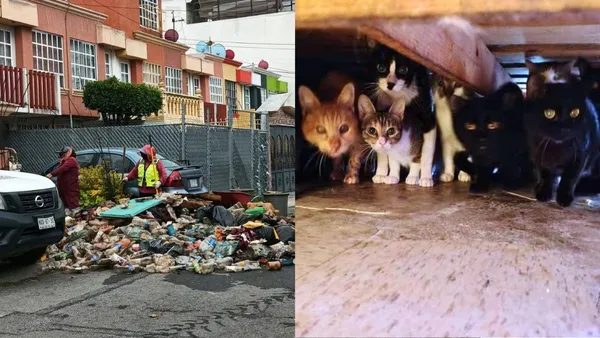 Tecámac: Rescatan a abuelitos y más de 90 gatos hacinados en una vivienda