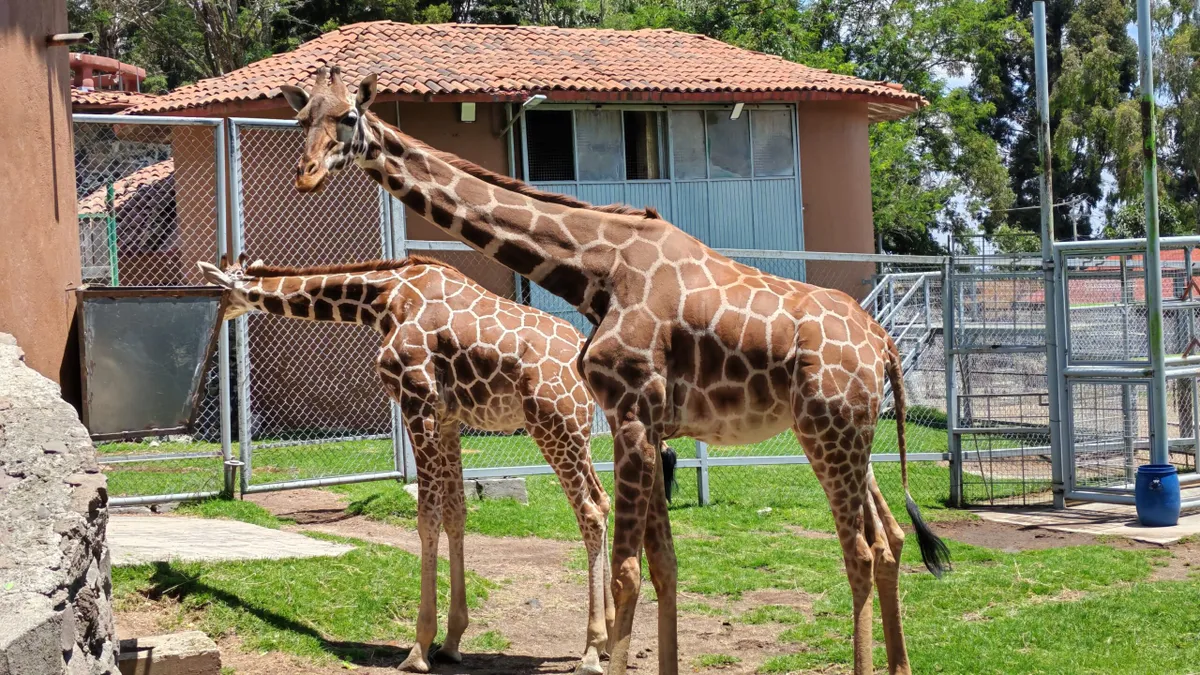 Cosmo, la nueva jirafa del Zoológico de Zacango