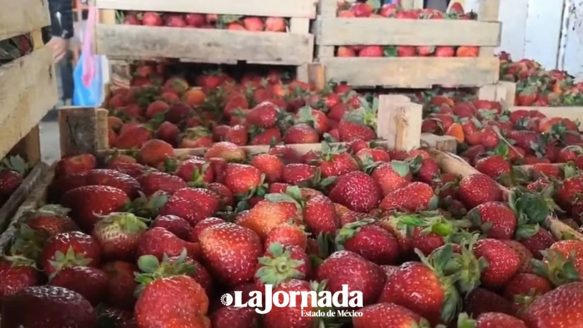 UACh y CONACCA buscan aprovechar el manejo de residuos orgánicos
