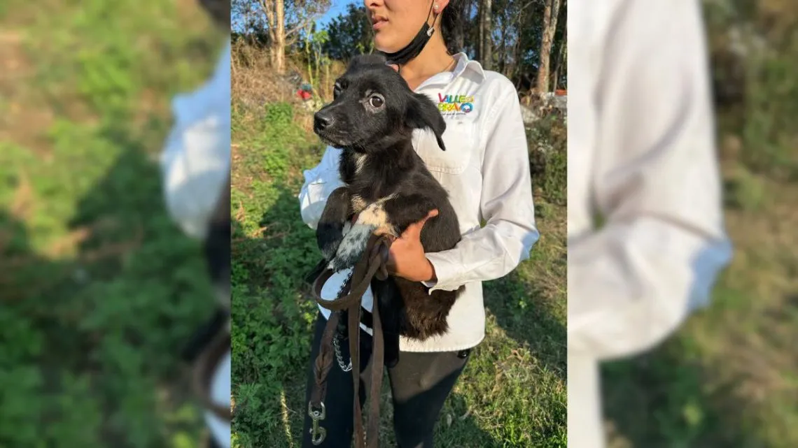 Rescatan de 65 perros en situación de maltrato en Valle de Bravo