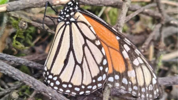 Mariposa Monarca duplicó su presencia en Atlautla: Bienes Comunales
