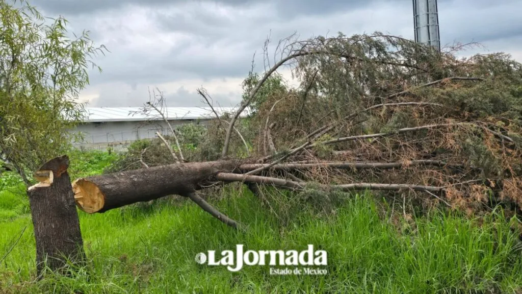 Tala ilegal incrementa en el  Edomex, ahora es la primera causa de pérdida de bosques