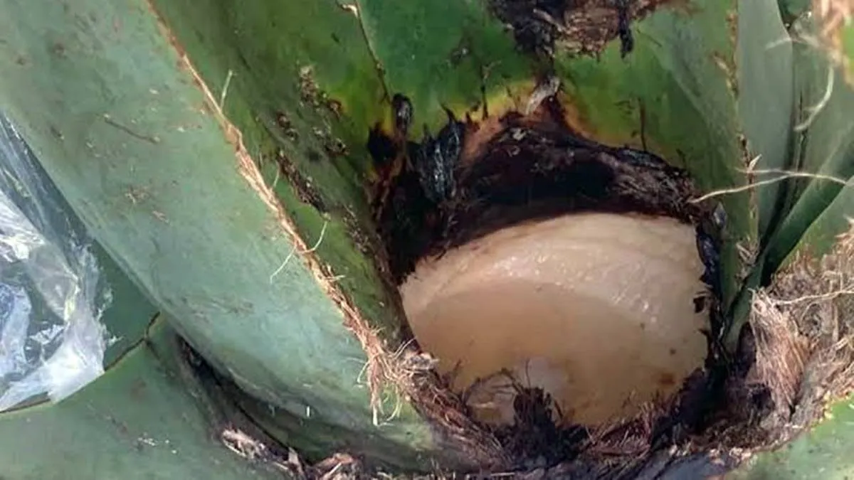Lluvias impactan producción de pulque en Edomex