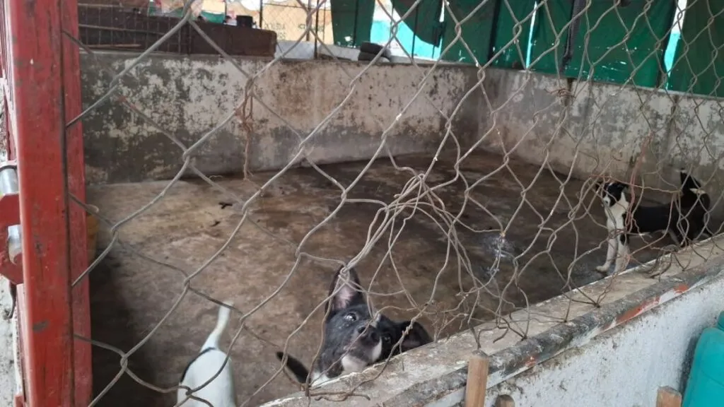 Ixtapaluca: Investigan Unidad de Bienestar Animal por actos de crueldad [VIDEO]