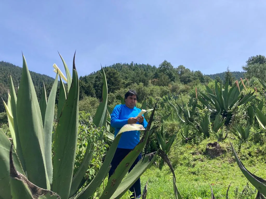 Don Armando sale a raspar los magueyes todos los días