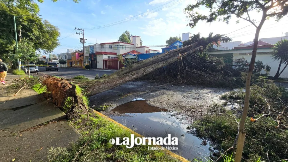 Árbol cae y provoca cierres viales en Colonia Universidad, Toluca