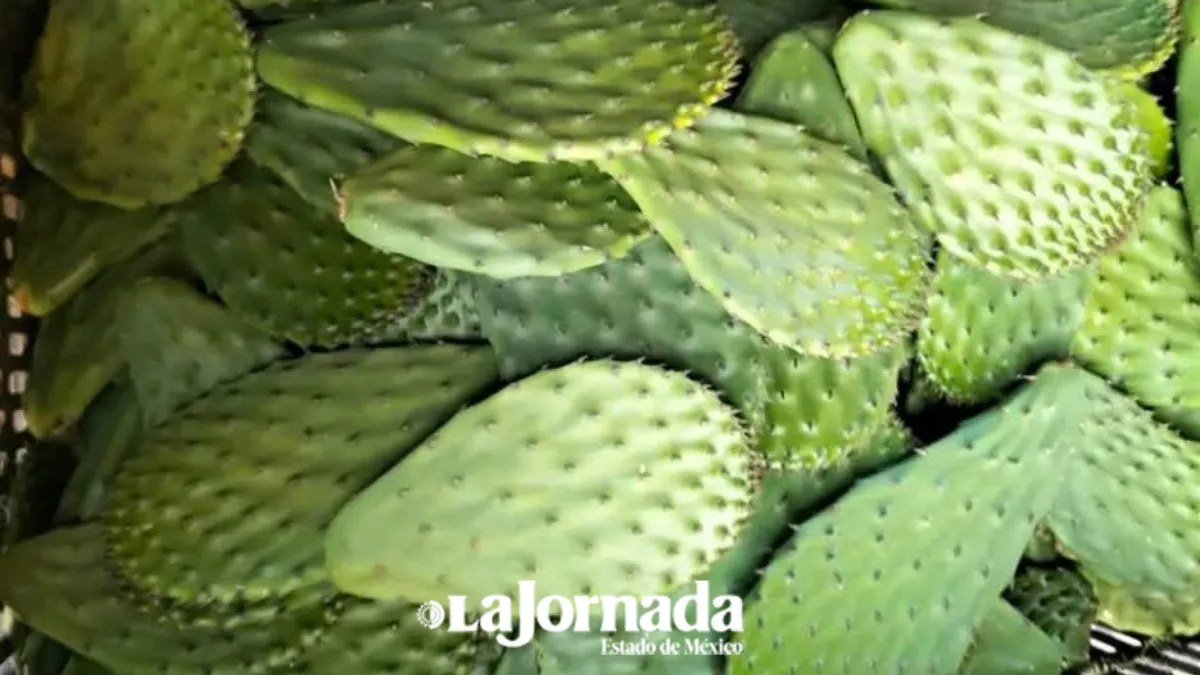 Realizan censo de productores de nopal afectados por heladas: Secretaría del Campo