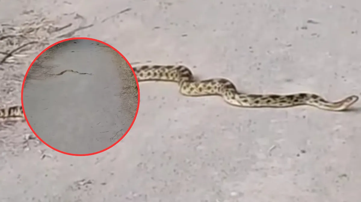 Hallan serpiente Cincuate en Valle de la Hacienda, Cuautitlán Izcalli