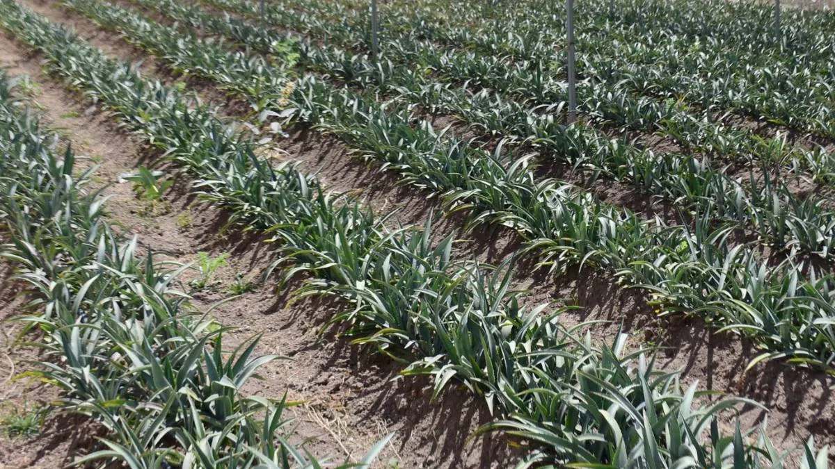 Mezcaleros comenzarán certificaciones en enero