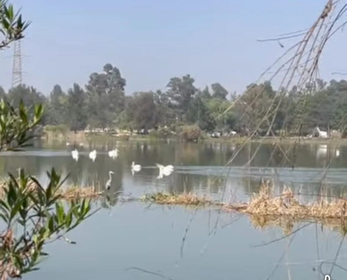Regresan pelícanos al Parque de los Lirios en Cuautitlán Izcalli