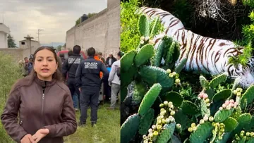 Atrapan a tigre de Bengala que escapó en Tepetlaoxtoc