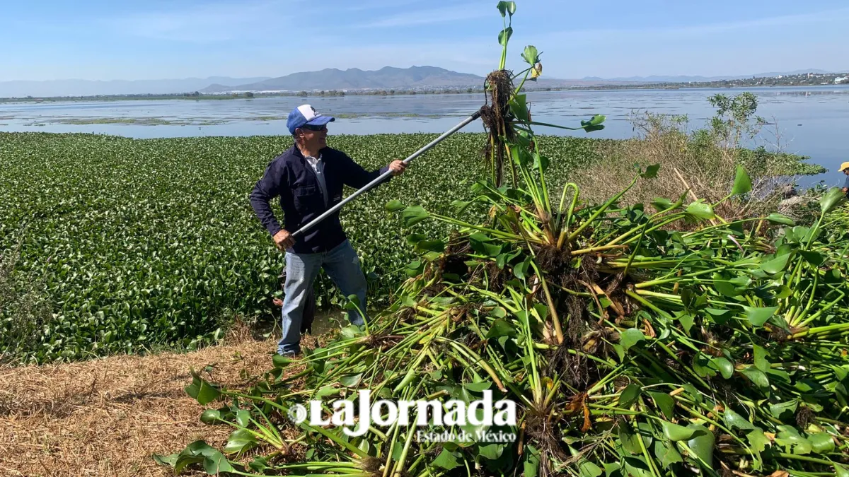 Pescadores retiran lirio que invade la Laguna de Zumpango