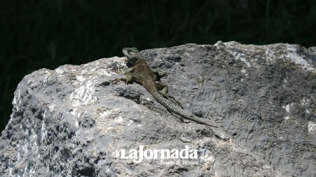 Parque Nacional Zempoala: El reflejo del Cielo en la tierra