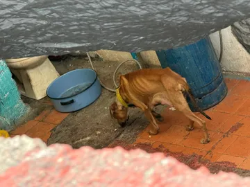 Investigan veterinaria en Ecatepec por presunto maltrato animal