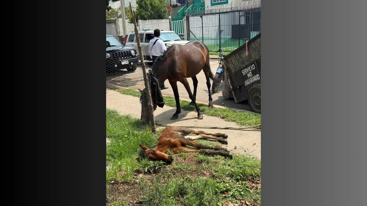 En Ixtapaluca rescatan a dos equinos víctimas de maltrato