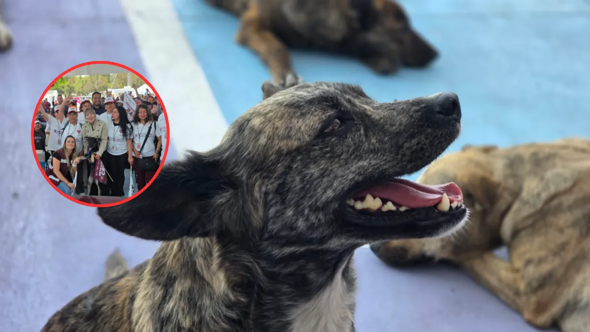 Esterilización gratuita en Tlalnepantla 2026: ¿Cuándo llega la Estrategia CERA a tu colonia?