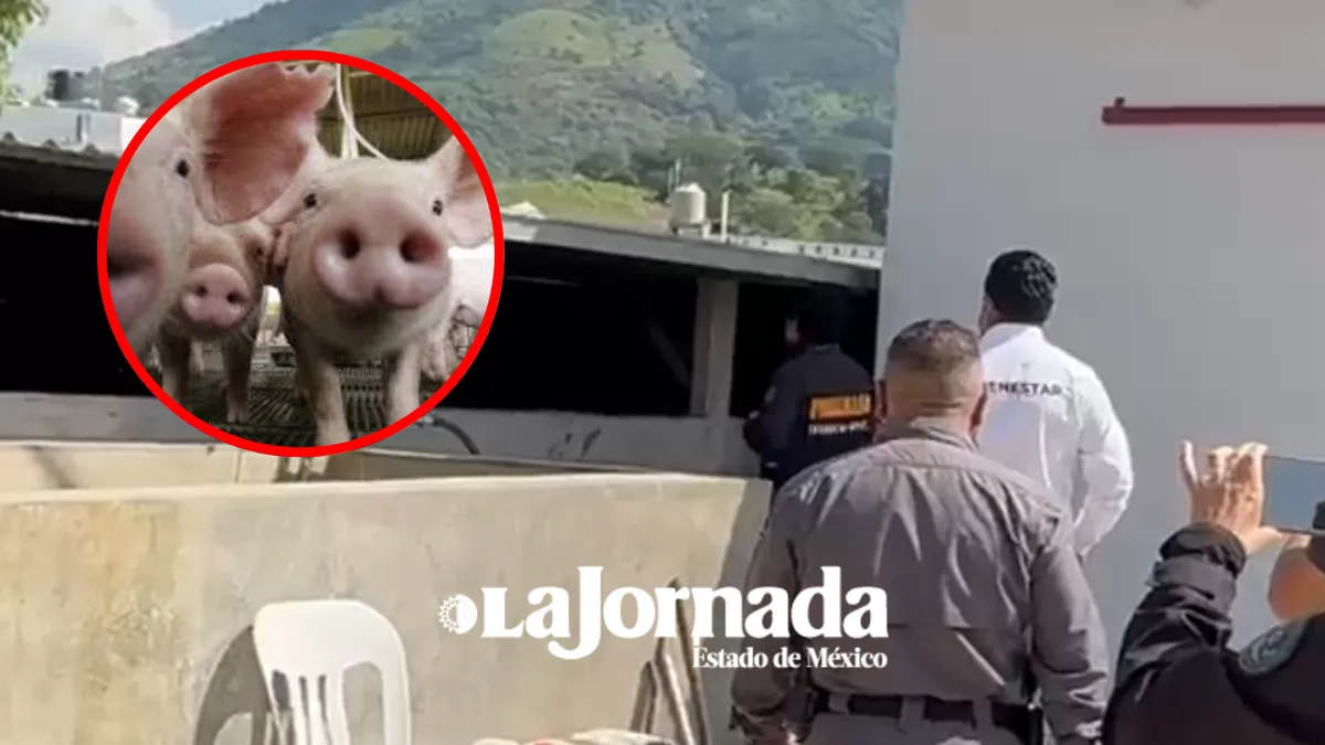 [VIDEO] Desaparecen más de 60 puercos asegurados en “Operación Liberación” en Tejupilco