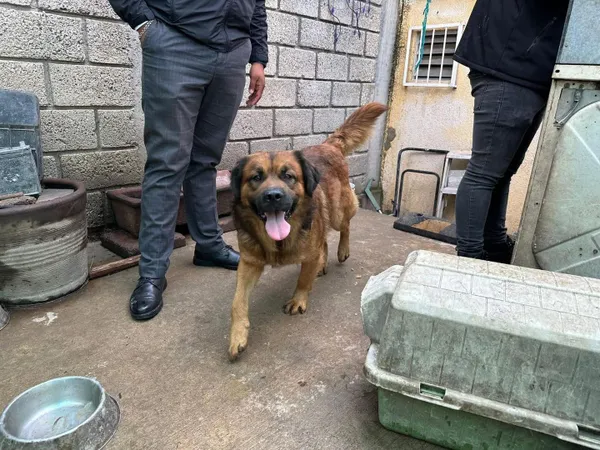 El operativo se llevó a cabo tras denuncias ciudadanas que alertaron sobre la situación de los animales.