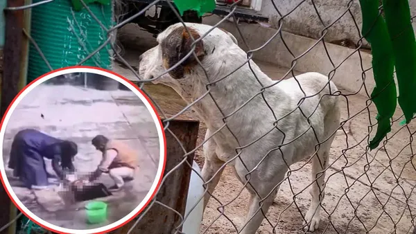 Ixtapaluca: Investigan Unidad de Bienestar Animal por actos de crueldad