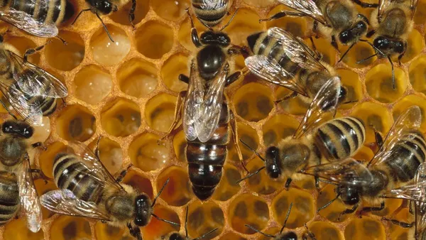 Edomex: Robo de abejas preocupa a sector apicultor