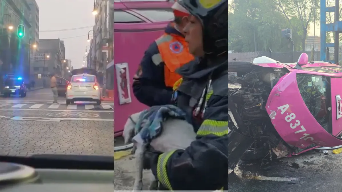 Un perrito sobrevive a choque ocurrido en Navidad en San Antonio Abad, donde un taxista murió tras impactarse contra una palmera y volcar.