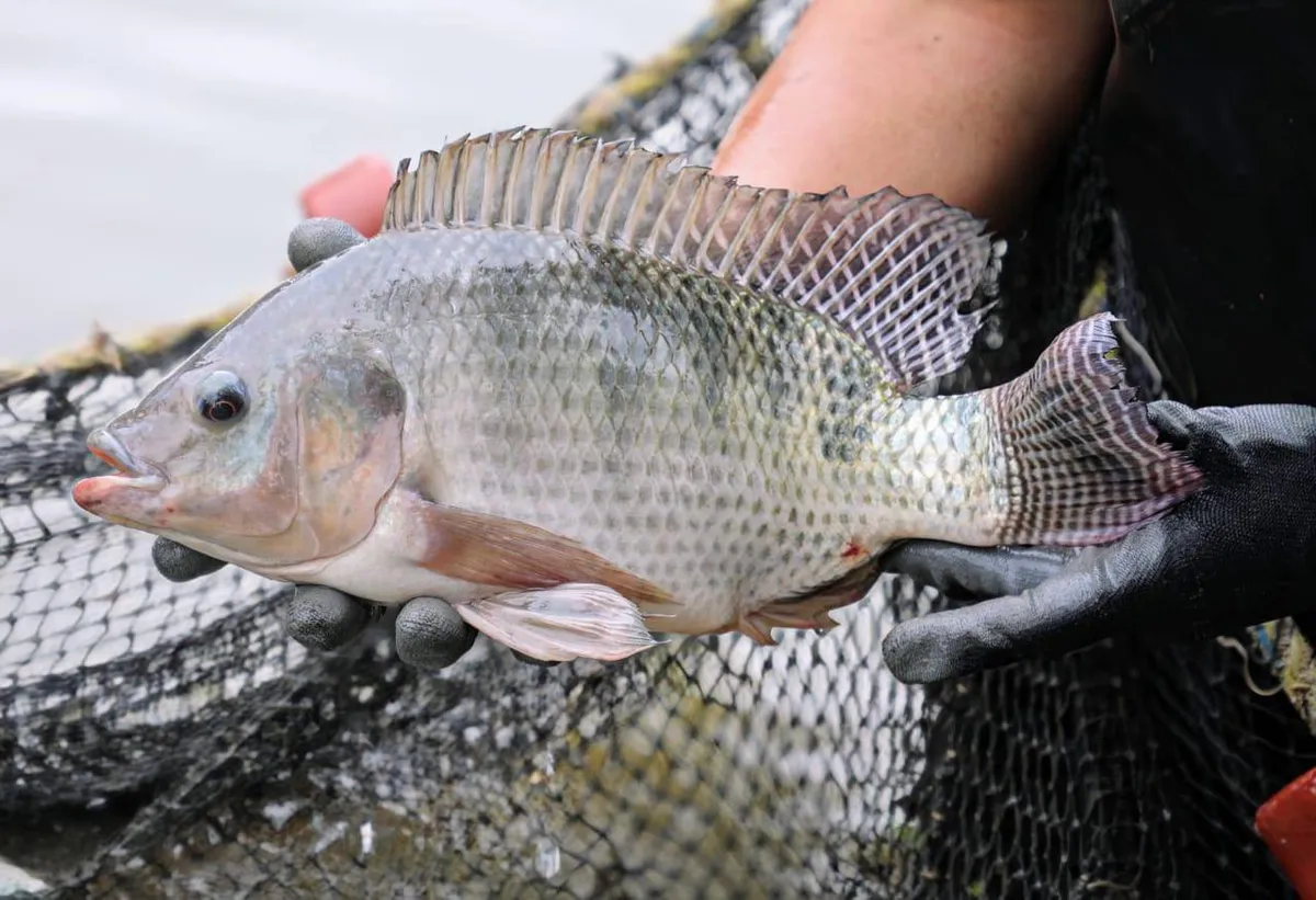 Donan 500 mil crías de carpa y tilapia para mejorar alimentación en Edomex