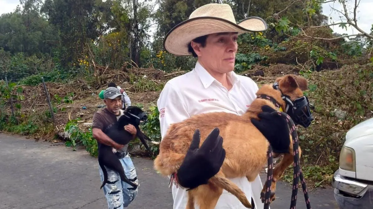Manada de perros en Ixtapaluca fue asegurada; se encuentran bajo supervisión