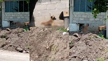 Denuncian presunto maltrato animal en Ixtlahuaca