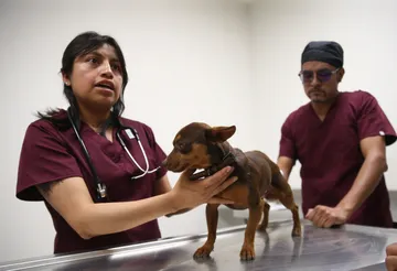 Centro de Bienestar Animal en Atlacomulco brinda atención gratuita a mascotas y animales rescatados