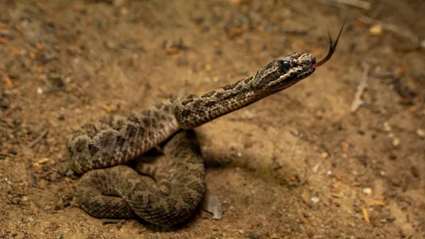 Edomex: Descubren nueva especie de cascabel