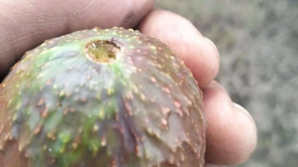 Huertos de aguacate en Los Volcanes son invadidos por plaga