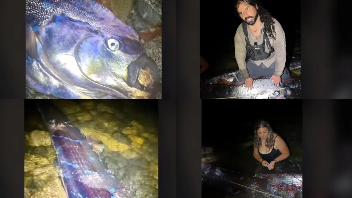 Peces remo heridos hallados en BCS desatan inquietud por su supuesta relación con sismos.