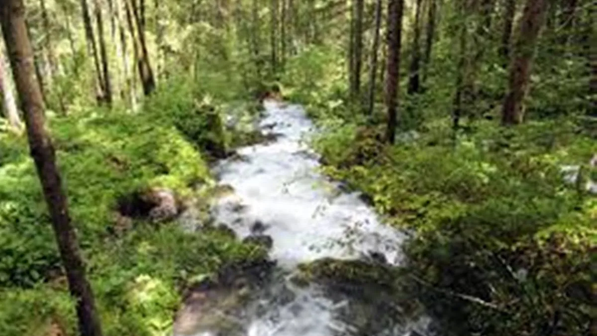 Edomex, CDMX, Morelos y federación se unen para protección del “Bosque de agua”