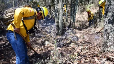 Edomex con menos del 1% del área forestal afectada durante la temporada de incendios