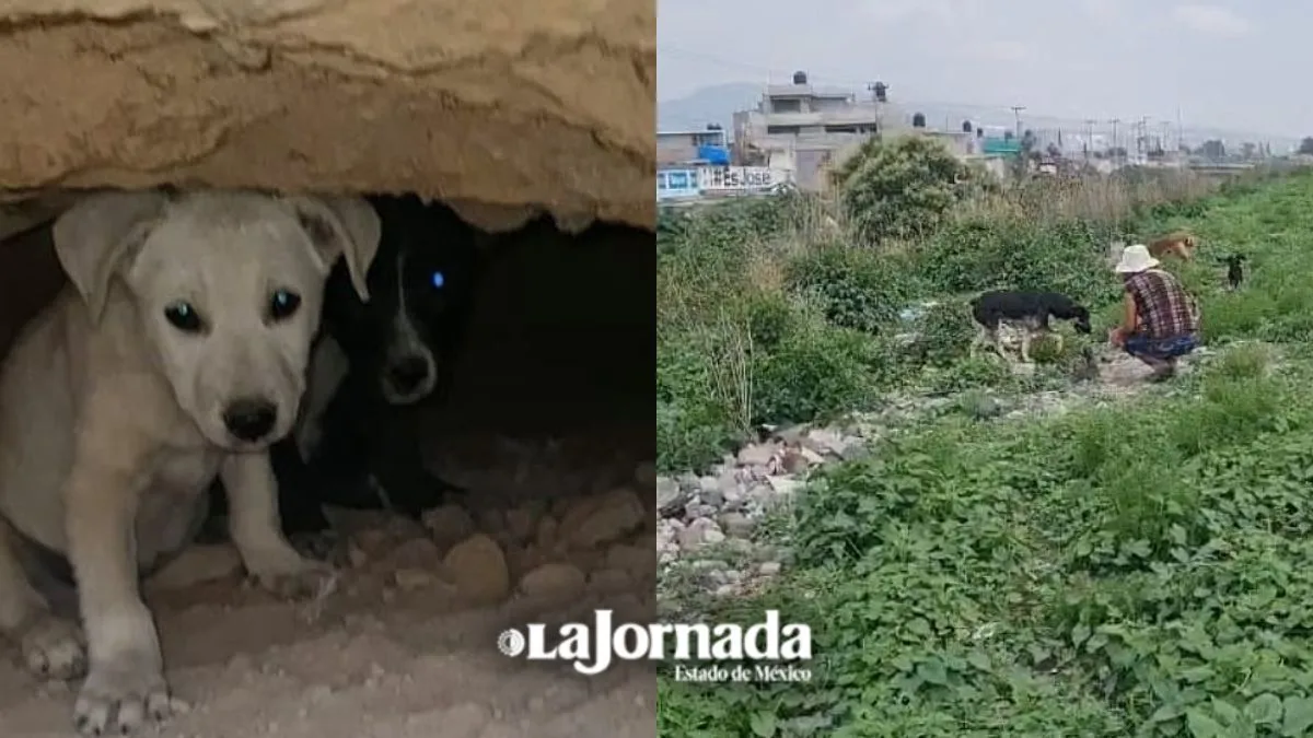 Perros ferales proliferan en el Canal de la Compañía