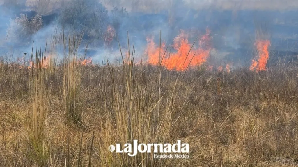 Quema de pastizales puede ser perjudicial para el ambiente
