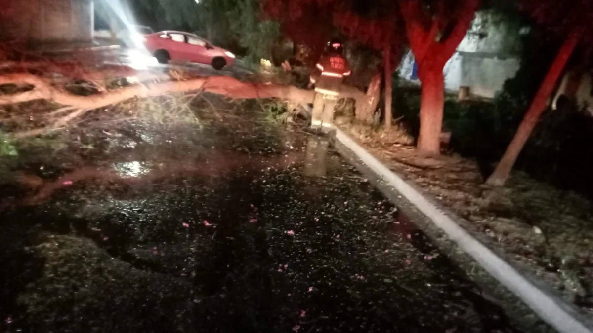 Texcoco: lluvia derrumba cinco árboles