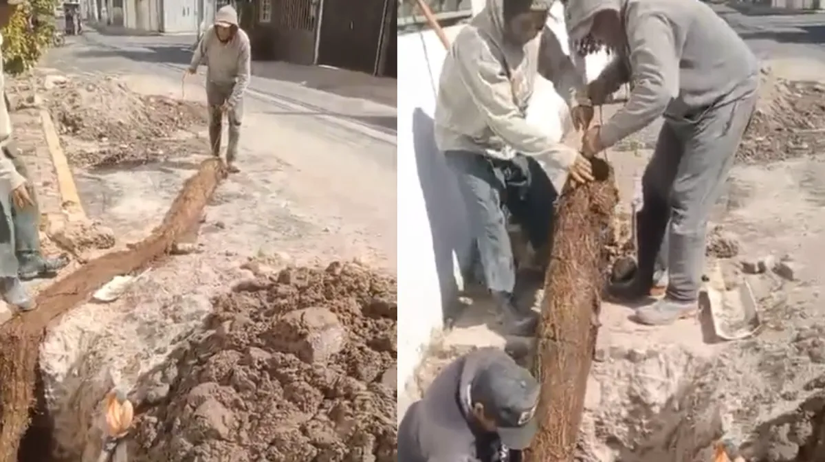 Insólito en Ecatepec: Una raíz gigante bloqueó el agua en Fuentes de Aragón por 10 años