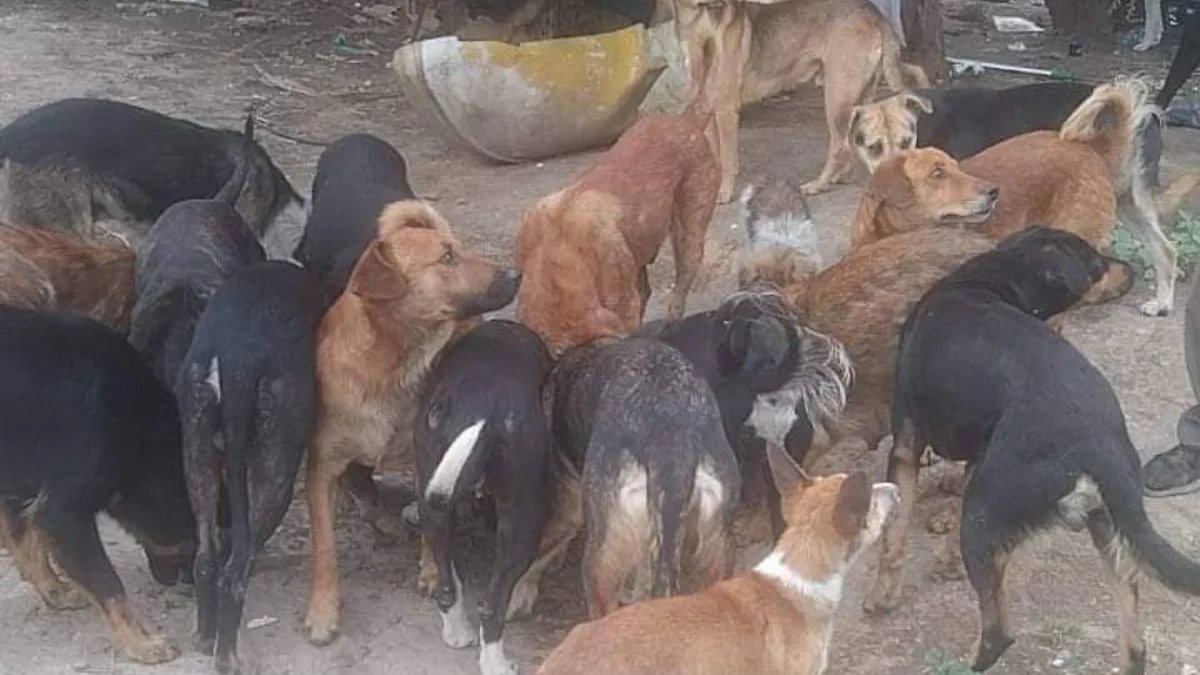 Patitas a la orden ha esterilizado 2 mil perros de la calle en Nicolás Romero y Atizapán