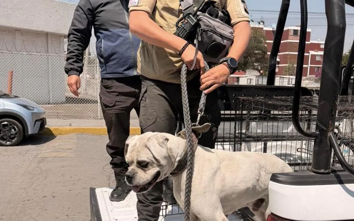 Rescatan a perrito tras denuncia ciudadana en Coacalco