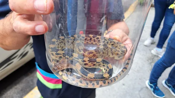 Serpiente cincuate fue arrastrada por las lluvias a calles de Ecatepec