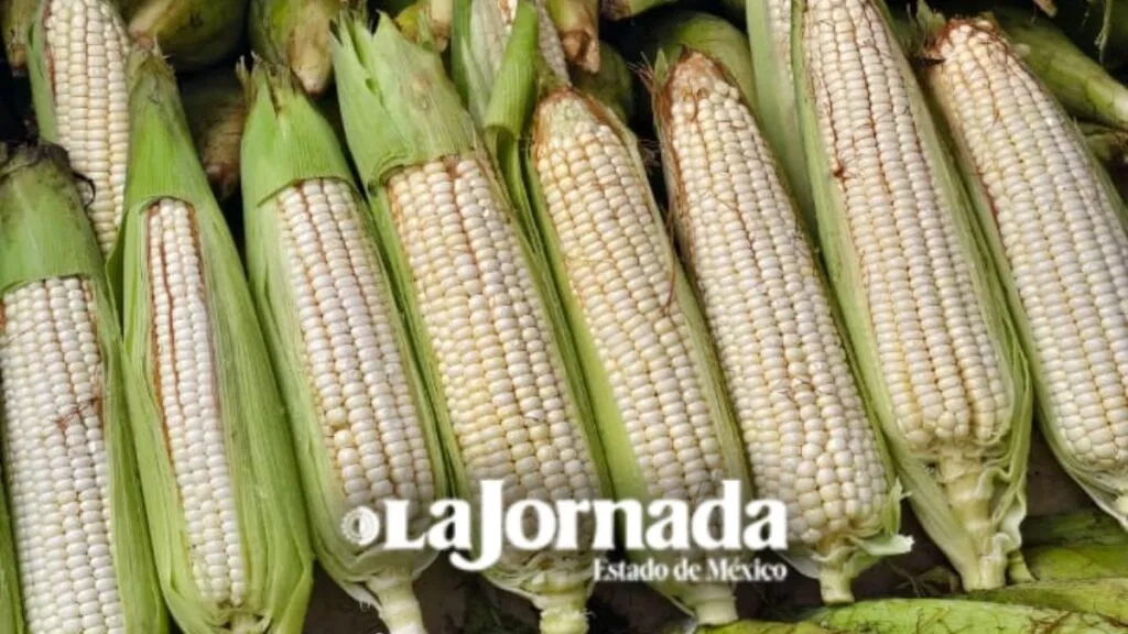 Maíz disminuye producción, especialistas lo atribuyen a cambio climático
