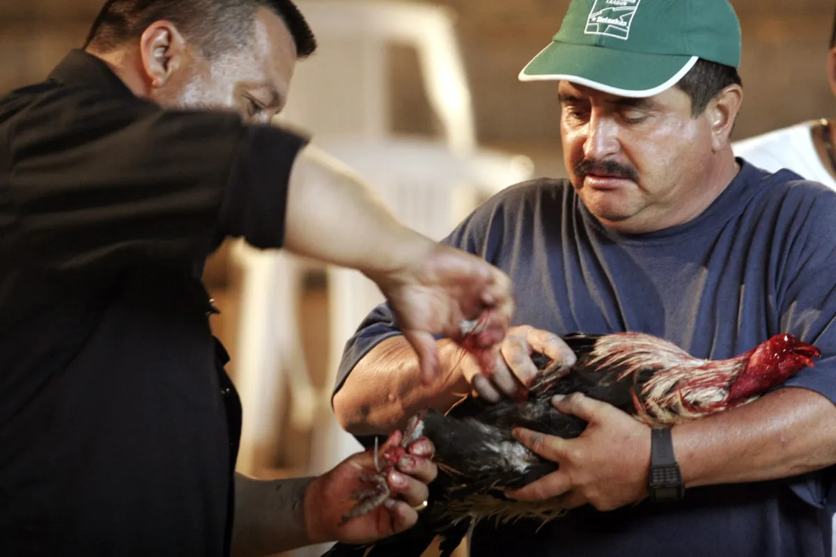 Gallo de palenque; el filo de la tradición