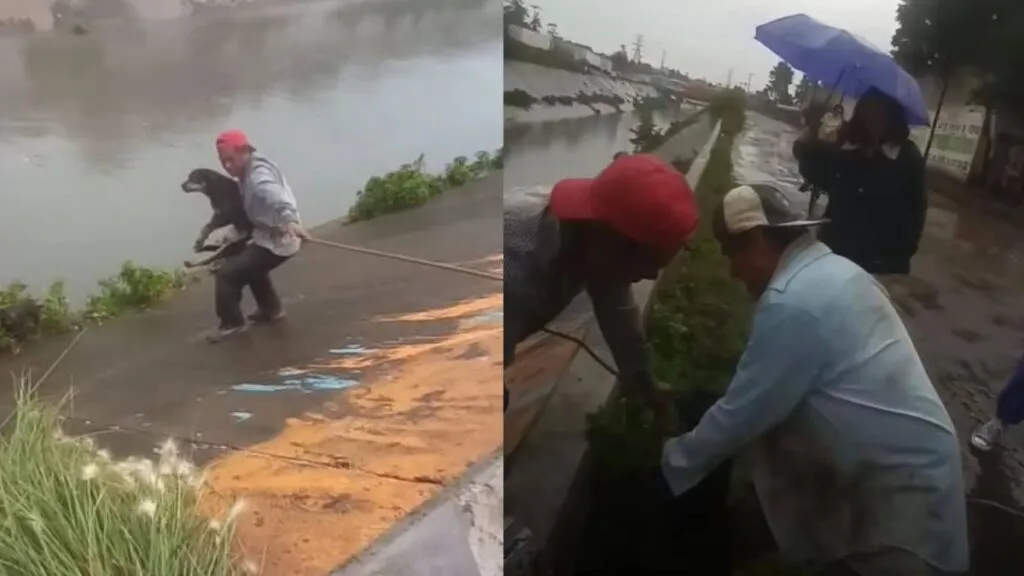 Perros atrapados en canal de aguas residuales son rescatados en Cuautitlán Izcalli