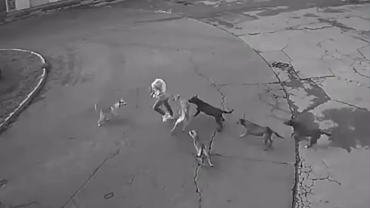 Ataque de perros en Ixtapaluca se pudo prevenir: vecinos