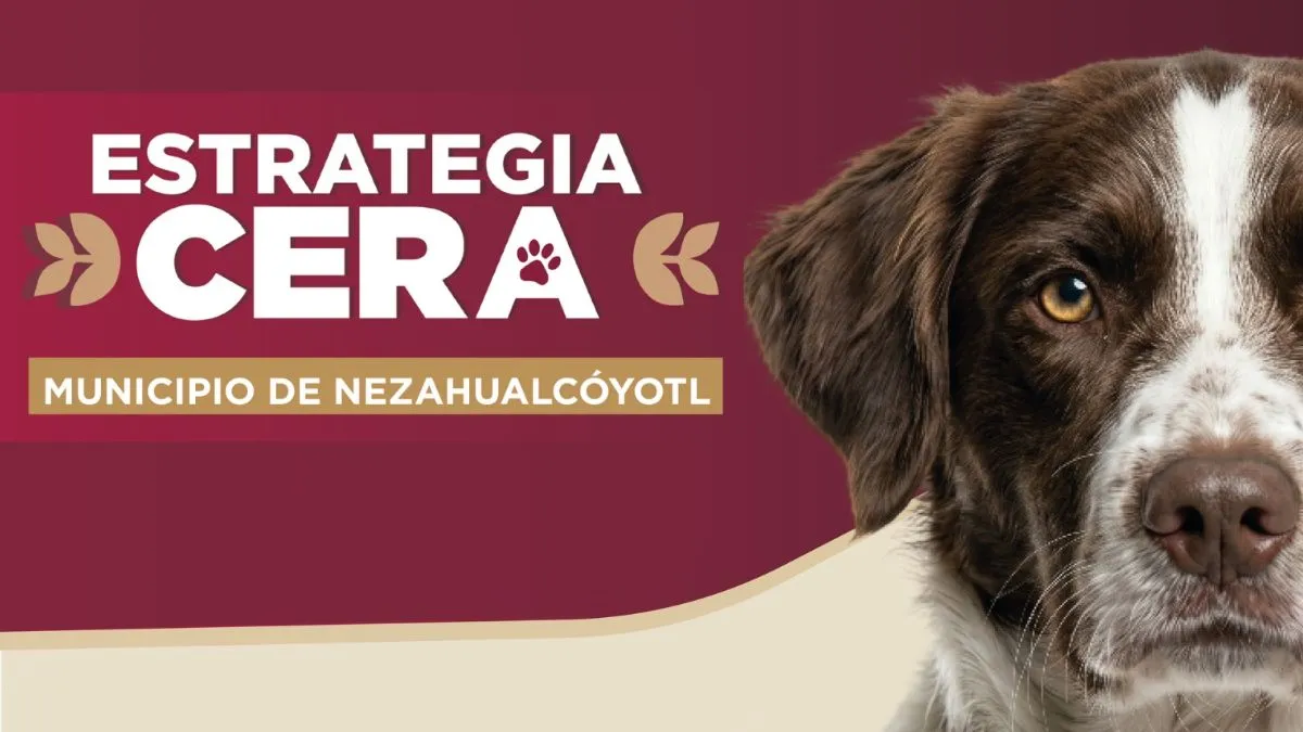 Neza prepara estrategia CERA para perros y gatos; habrá esterilización gratuita